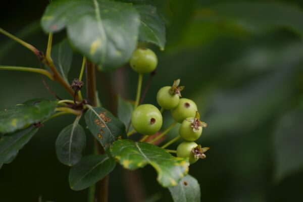 Malus × ′Winter Gold′ - Unripe Fruit