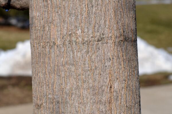 Acer saccharum ′Commemoration′ - Bark