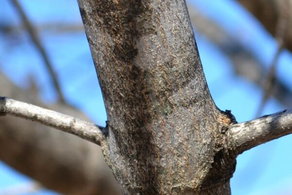 Acer saccharum ′Commemoration′ - Bark