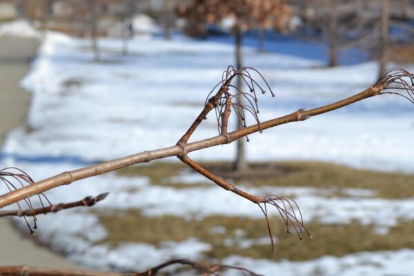 Acer saccharum ′Commemoration′ - Twig