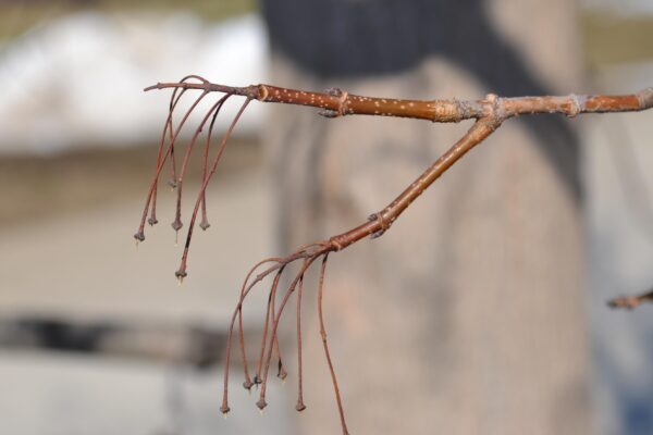 Acer saccharum ′Commemoration′ - Twig and Buds