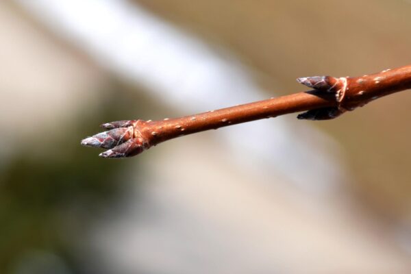 Acer saccharum ′Commemoration′ - Buds