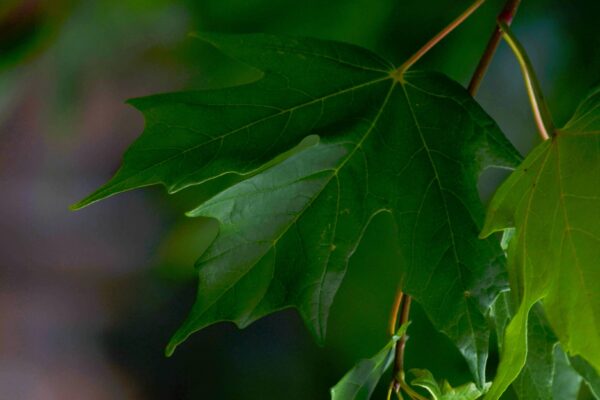 Acer saccharum ′Commemoration′ - Leaves