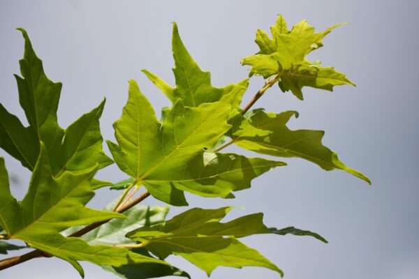 Acer saccharum ′Commemoration′ - Foliage
