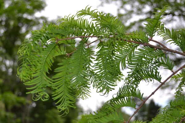 Metasequoia glyptostroboides - Foliage