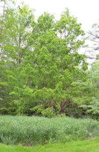 Metasequoia glyptostroboides - Overall Habit