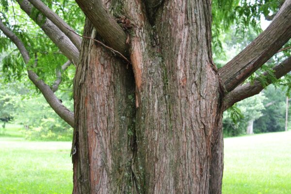 Metasequoia glyptostroboides - Bark