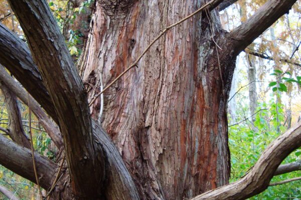 Metasequoia glyptostroboides - Bark