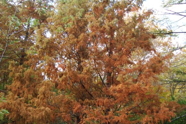 Metasequoia glyptostroboides - Fall Habit