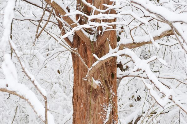 Metasequoia glyptostroboides - Winter Interest