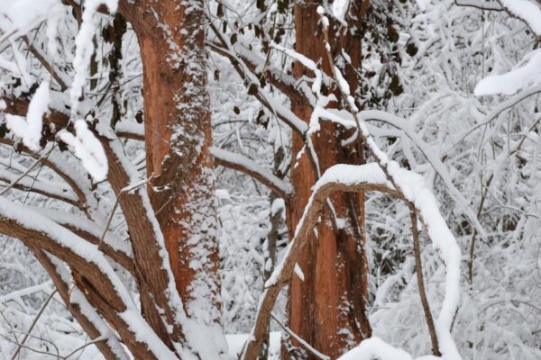 Metasequoia glyptostroboides - Winter Interest