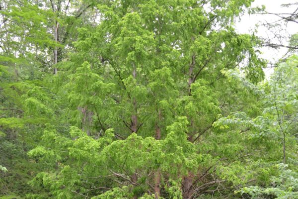 Metasequoia glyptostroboides - Overall Habit