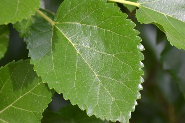 Morus rubra - Leaf