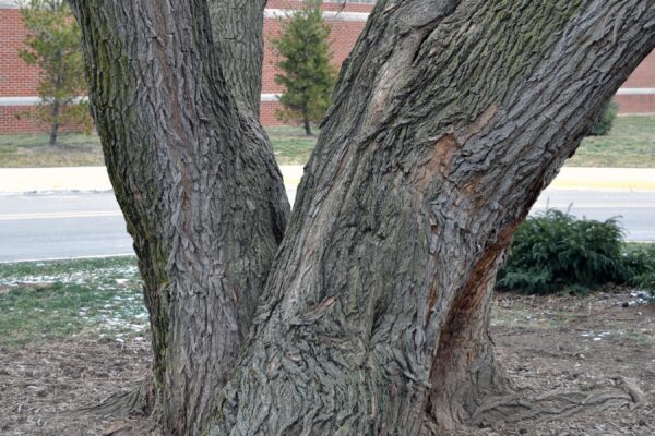 Morus rubra - Bark