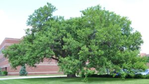 Morus rubra - Overall Tree Habit