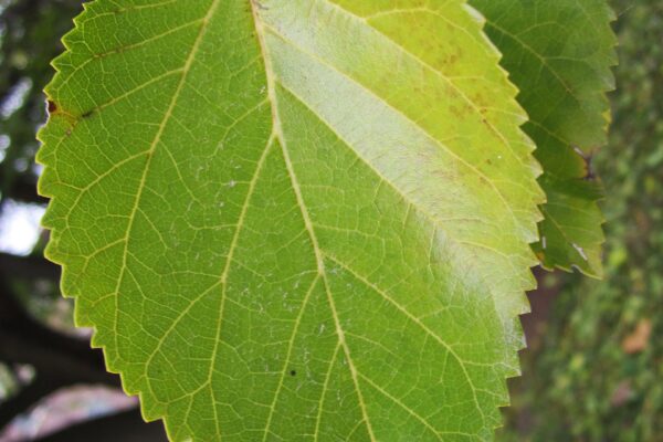 Morus rubra - Early Fall Foliage