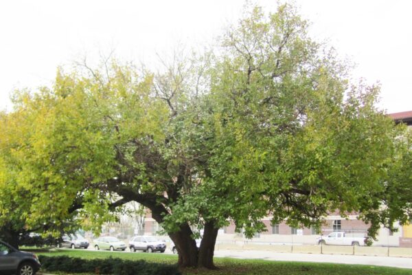 Morus rubra - Fall Habit