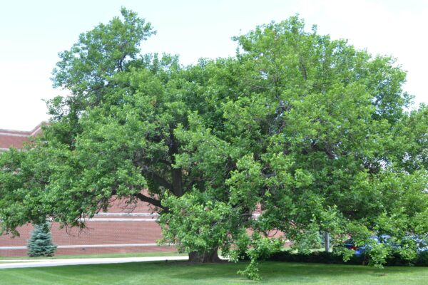 Morus rubra - Overall Tree Habit