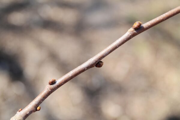 Morus rubra - Buds
