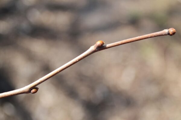 Morus rubra - Buds