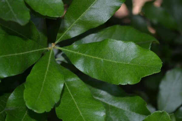 Myrica pensylvanica - Leaf