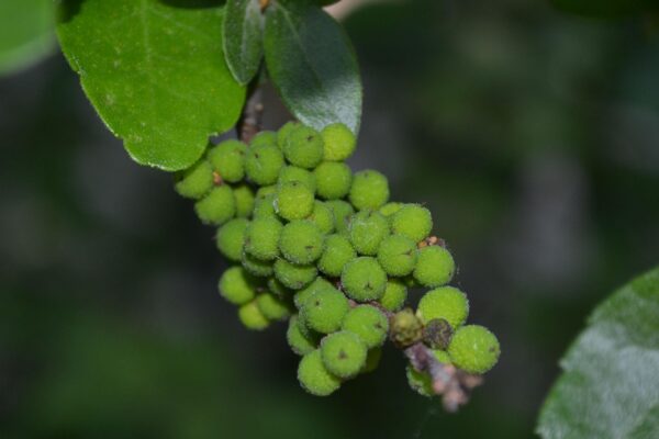 Myrica pensylvanica - Immature Fruit