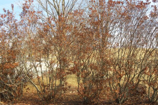 Myrica pensylvanica - Winter Habit