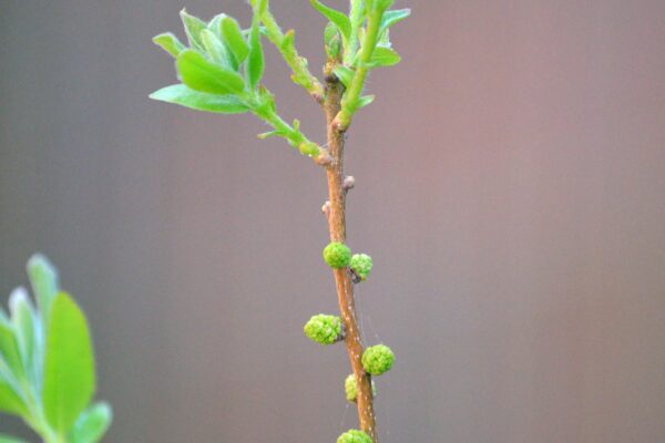 Myrica pensylvanica - Emerging Foliage and Immature Flowers