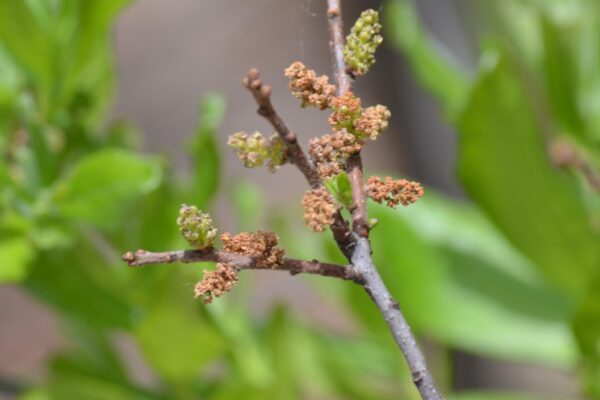 Myrica pensylvanica - Mature Flowers