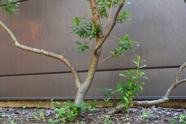 Myrica pensylvanica - Bark