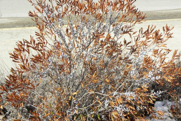 Myrica pensylvanica - Winter Habit