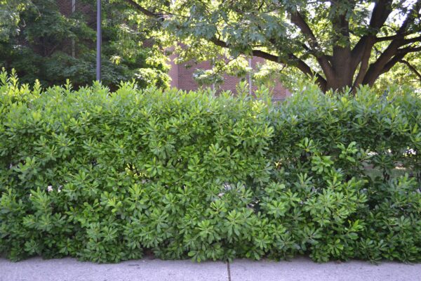 Myrica pensylvanica - Shrub Habit