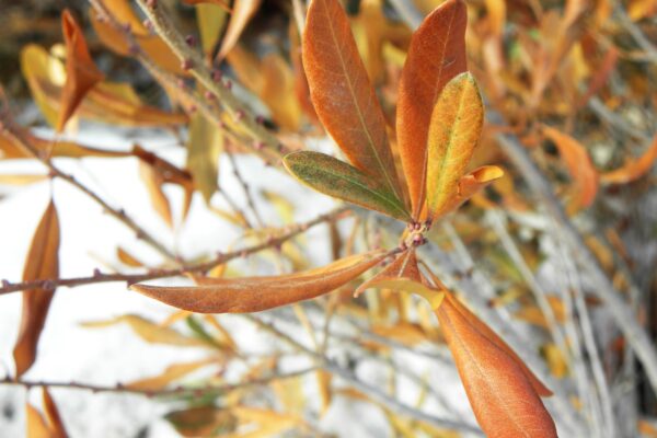 Myrica pensylvanica - Remnant Foliage in Winter