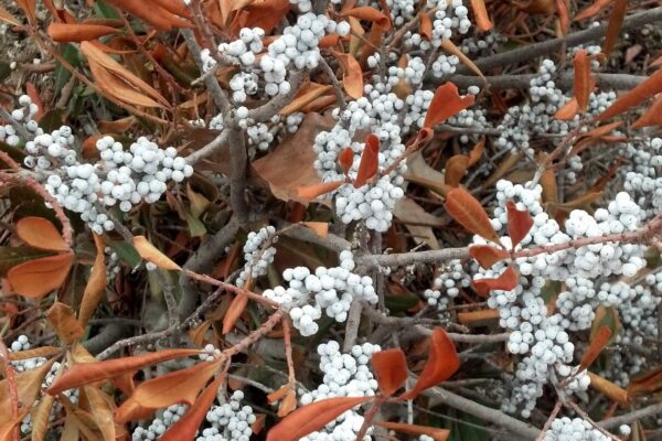 Myrica pensylvanica - Fruits in Winter