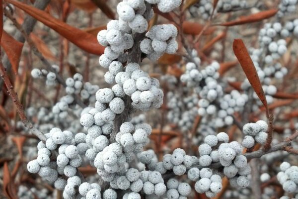 Myrica pensylvanica - Fruits in Winter