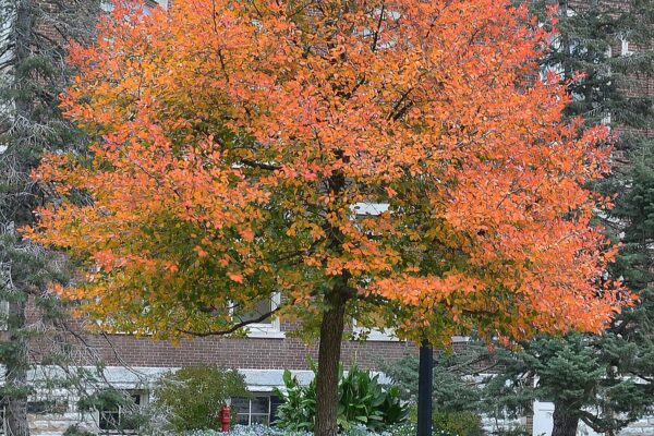 Nyssa sylvatica - Overall Tree in Fall