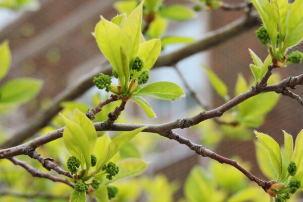 Nyssa sylvatica - Foliage and Immature Flowers