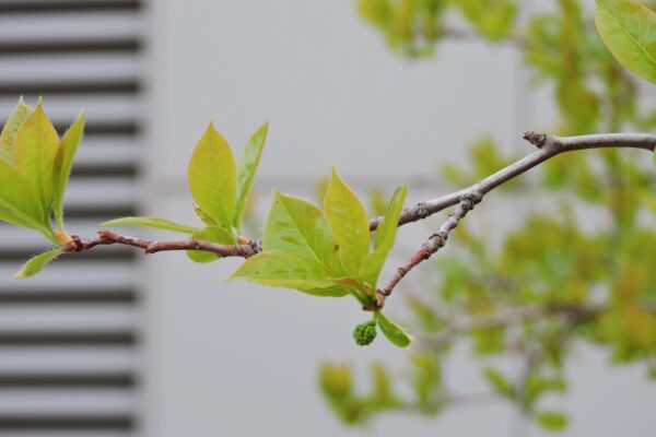 Nyssa sylvatica - Flowers and Foliage