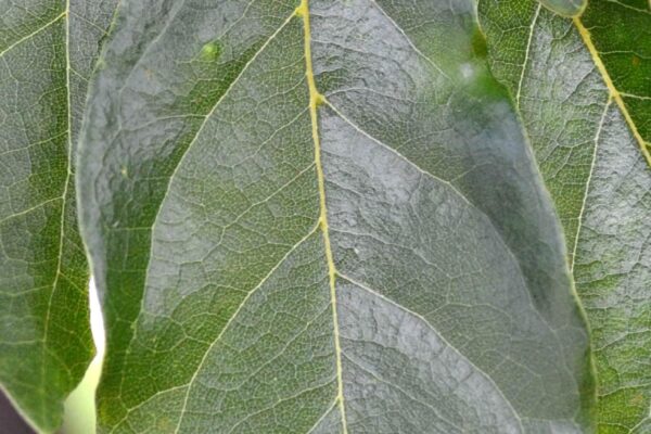 Nyssa sylvatica - Leaf