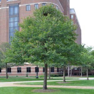 Nyssa sylvatica - Overall Tree in Summer