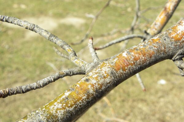 Nyssa sylvatica - Branch Bark