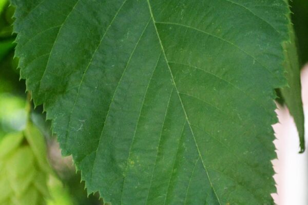 Ostrya virginiana - Leaf