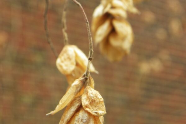 Ostrya virginiana - Old Fruit