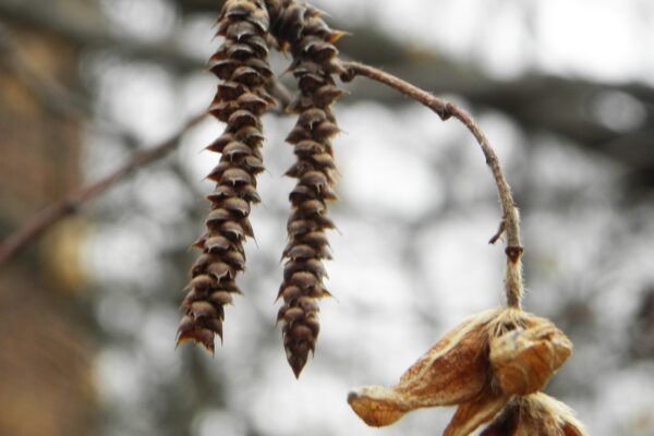 Ostrya virginiana - Old Fruit and Catkin