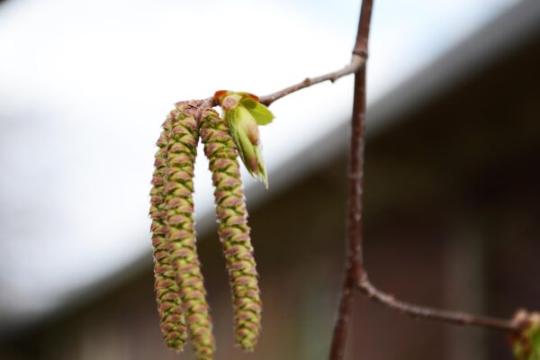 Ostrya virginiana - Flowers