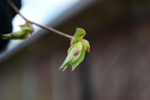Ostrya virginiana - Emerging Buds