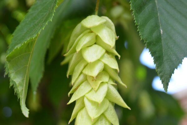 Ostrya virginiana - Fruit