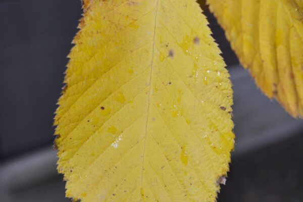 Ostrya virginiana - Fall Color