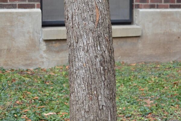 Ostrya virginiana - Bark