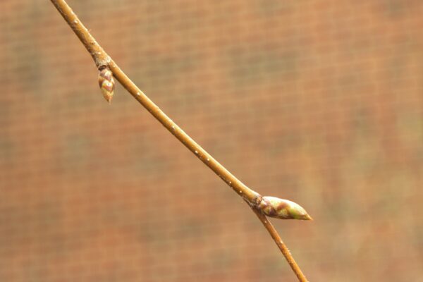 Ostrya virginiana - Buds